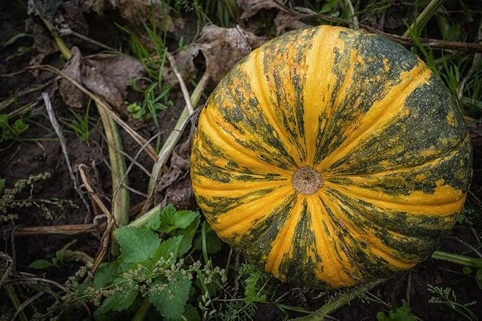 Seeds Pumpkin Muscat Striped Vitamin Big Decorative Ornamental Unique Giant Garden Vegetable for Planting Non GMO