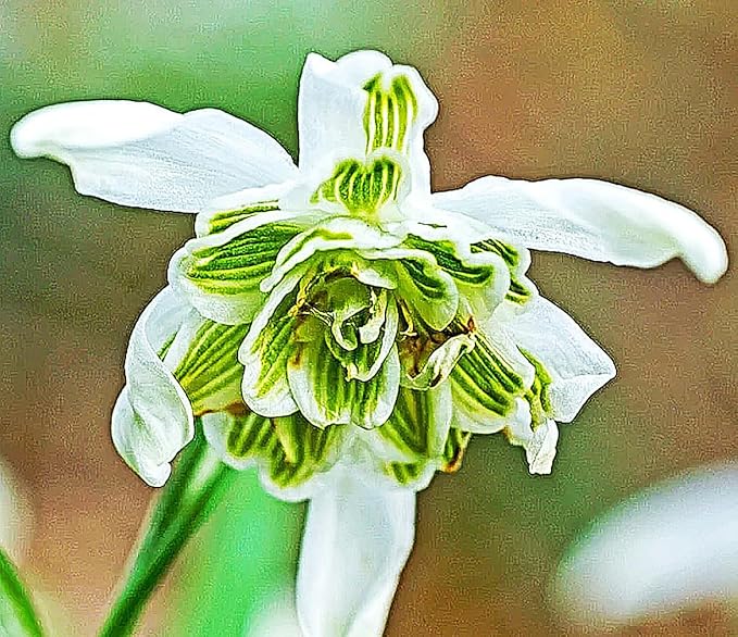 3 Double Snowdrops Bulbs - Top Size - Earliest Spring Blooms Thrive in Shade and Partial Sun - A Rare and Potected Specie in Holland