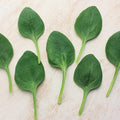 Spinach Seeds - Lakeside - Hybrid - 1 Oz ~2500 Seeds - Non- GMO, F1 Hybrid - Vegetable Garden