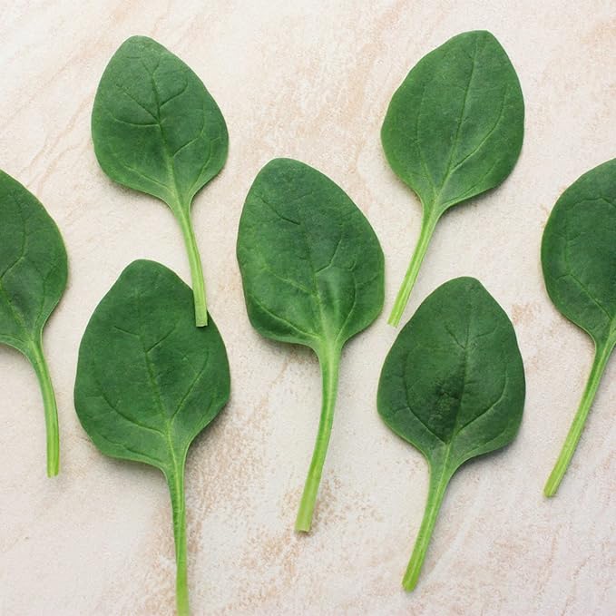 Spinach Seeds - Lakeside - Hybrid - 1 Oz ~2500 Seeds - Non- GMO, F1 Hybrid - Vegetable Garden