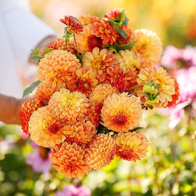 Eden Brothers Dahlia Bulbs (Ball) - Bonanza, Non-GMO Bulbs for Planting, 4 Bulbs | Low-Maintenance Flower Bulbs, Plant During Spring, Zones 8, 9, 10, 11