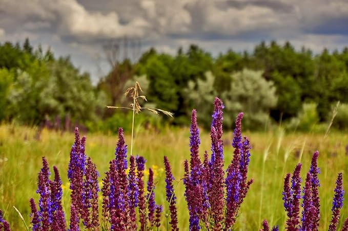 Seeds Sage (Salvia officinalis) Heirloom Herbs for Planting Non GMO