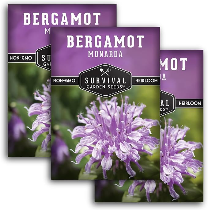Bee Balm Seeds for Planting - Wild Bergamot (Monarda Fistulosa) Perennial Native Wildflower & Medicinal Herb for Pollinator Gardens, Fragrant Heirloom Flower - Survival Garden Seeds (3 Packs)