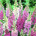 Foxglove Seeds - Gloxiniaeflora Mixed Colors - Approximately 10,000 Fine Seeds