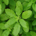 Basil Seeds - Holy Basil Green Leaf - 4 Oz ~87500 Seeds - Non-GMO, Heirloom - Microgreens & Herb Gardening