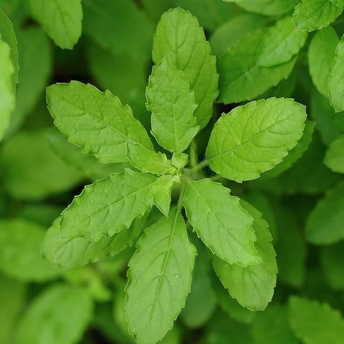 Basil Seeds - Holy Basil Green Leaf - 4 Oz ~87500 Seeds - Non-GMO, Heirloom - Microgreens & Herb Gardening