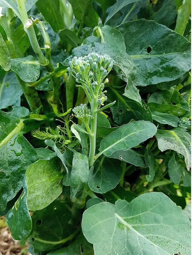 1000 Broccoli Rabe Seeds | Broccoli Raab Spring Rapini Broccolini Broccoli Broccoletti Turnip Greens Non GMO Heirloom