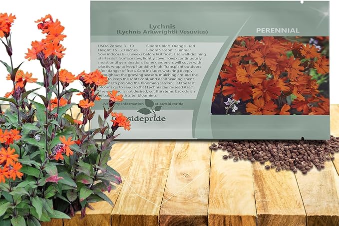 Outsidepride Arkwrightii Lychnis Seeds - 2000 Pcs Perennial Flower Seeds with Long Blooming Season & Attractive to Pollinators, Easy to Propagate for Borders, Containers, or Cottage Gardens