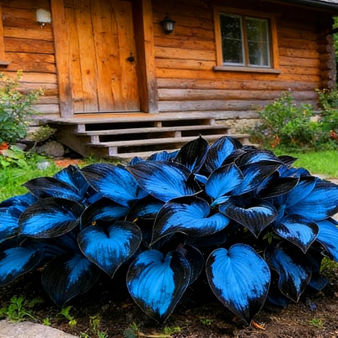 Hosta Seeds for Planting, 300+pcs Rare Perennial Hosta Flower Seeds, Non-GMO Heirloom Long Blooming Plants Shaded Entry Pathway Flowers for Garden Outdoors