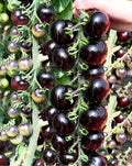 30PCS Black Cherry Tomato Seeds Garden Vegetable Seeds