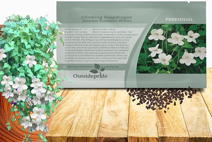Outsidepride White Asarina Climbing Snapdragon Seeds - 200 Pcs Perennial Flower Seeds for Planting, Easy to Grow Climbing Vines w/Attractive Flowers for Containers, Trellises, & Ground Cover