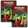 Victoria Rhubarb Seeds for Planting - Grow Cold-Tolerant Perennial Spring Vegetables/Fruit in Your Home Garden - Non-GMO Heirloom Variety - Survival Garden Seeds (2 Packs)
