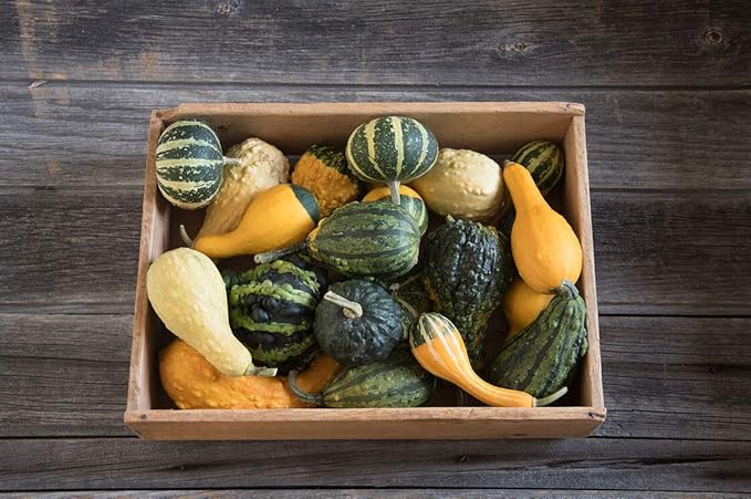 Small Gourd Mix Seeds to Grow | 25+ Seeds | Grow Your Own Fall Decor