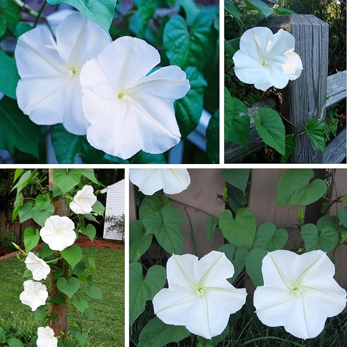 20+USA Premium Seeds Moonflower Vine Flower for Planting Outdoor Fragrant Heirloom Vine