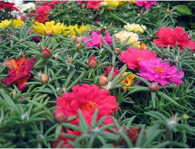 10000 Mixed Moss Rose Seeds - HOA Mười Giờ - AKA. Portulaca Grandiflora Mix, Moss-Rose Purslane, Eleven O'clock, Heat & Drought Tolerant 2 Grams