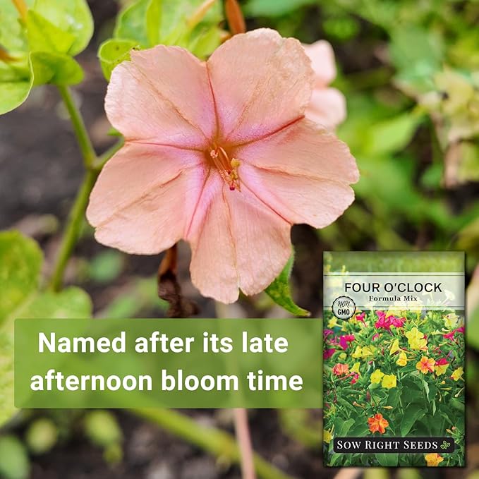 Sow Right Seeds - Four O’Clock Formula Mix Flower Seeds for Planting - Annual Plant with Sweet Essence - Non-GMO Heirloom Packet with Instructions to Plant a Home Garden - Marvel of Peru (1)