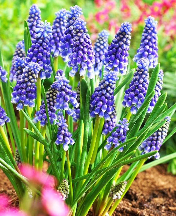 Muscari Mix Bulbs - Perennial Muscari Mixture Grape Hyacinth | Fragrant and Narrow Strap Shaped Flowers - Size 8-9 cm (10 Bulbs)