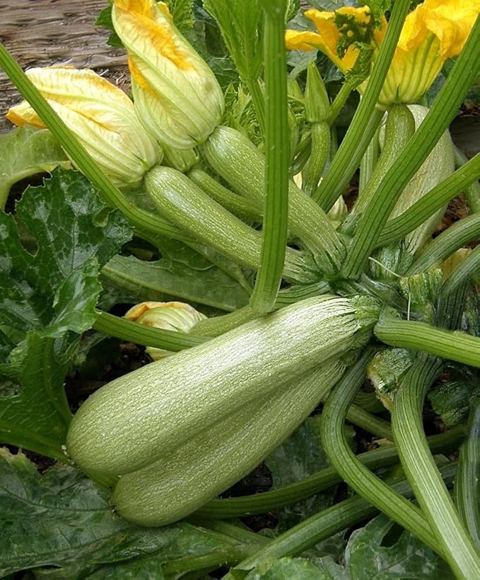 CEMEHA SEEDS - Seeds Zucchini Courgette Squash Bush Type 36 Days Non GMO Vegetable for Planting