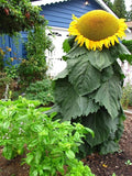 Mongolian Sunflower Seeds – 10 Seeds per Packet, Easy-to-Grow for a Diverse Garden - Tall, Vibrant Yellow Blooms for Garden Beds, Containers, Pollinator-Friendly, Ornamental Annual Flowers