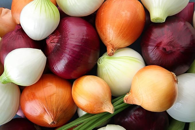 Multicolor Onion Seed Mx Allium Cepa 200+ Seeds Garden Seeds for Planting Vegetables