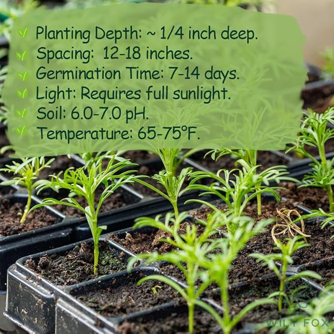 Cosmos Flower Seeds for Planting - 1000+ Heirloom Non-GMO Double Petal Mix - Large Blooms Annual Cut Flowers for Garden Beds, Borders & Bouquets
