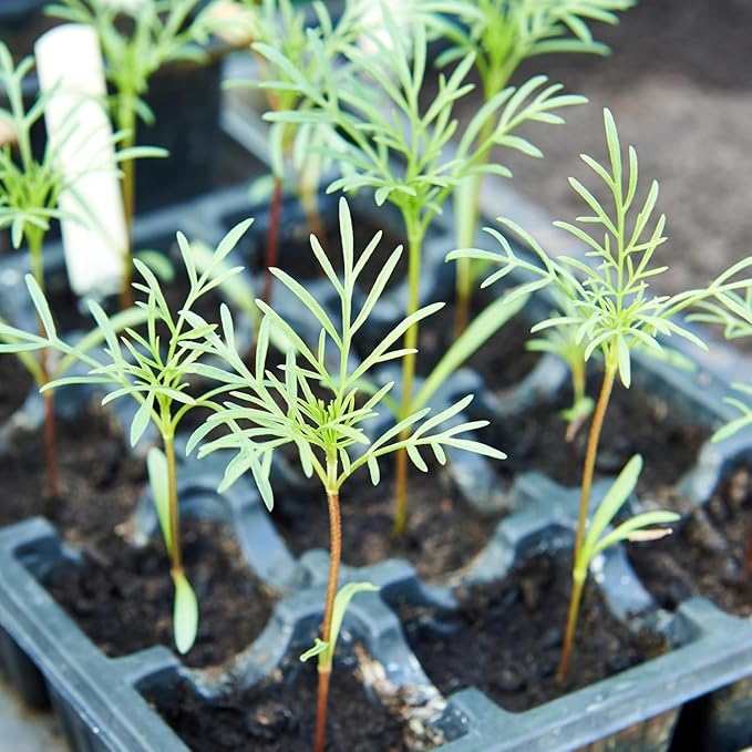 Seed Needs Wildflower Seeds Cosmos Crazy Blend 1.5 Ounce No Filler | 10+ Varieties Including Seashells, Purity & Candystripe | Cosmo Bipinnatus Open Pollinated Untreated | Bulk Resealable Packaging