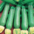 SeedsUP - 30+ Seeds Zucchini Sungreen - Vegetable Green