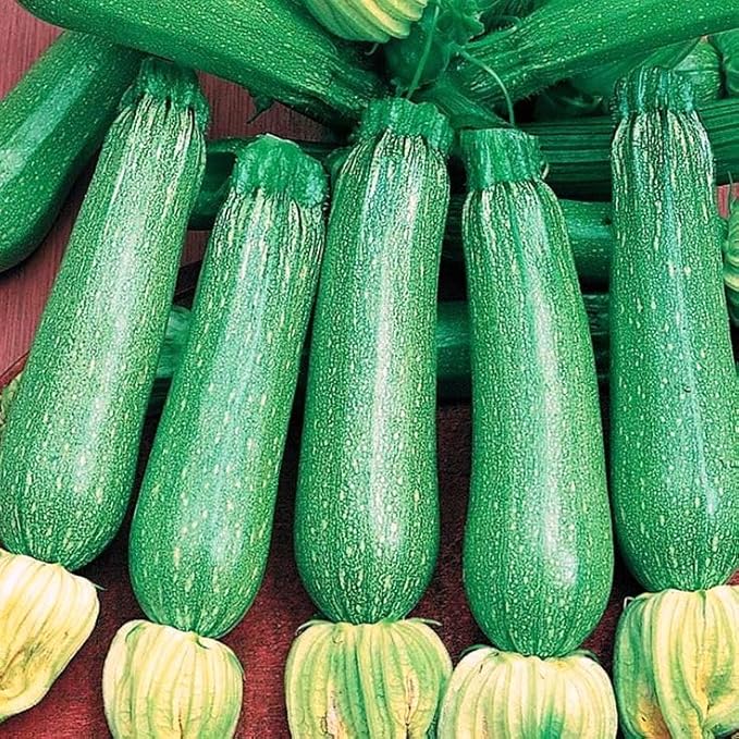 SeedsUP - 30+ Seeds Zucchini Sungreen - Vegetable Green