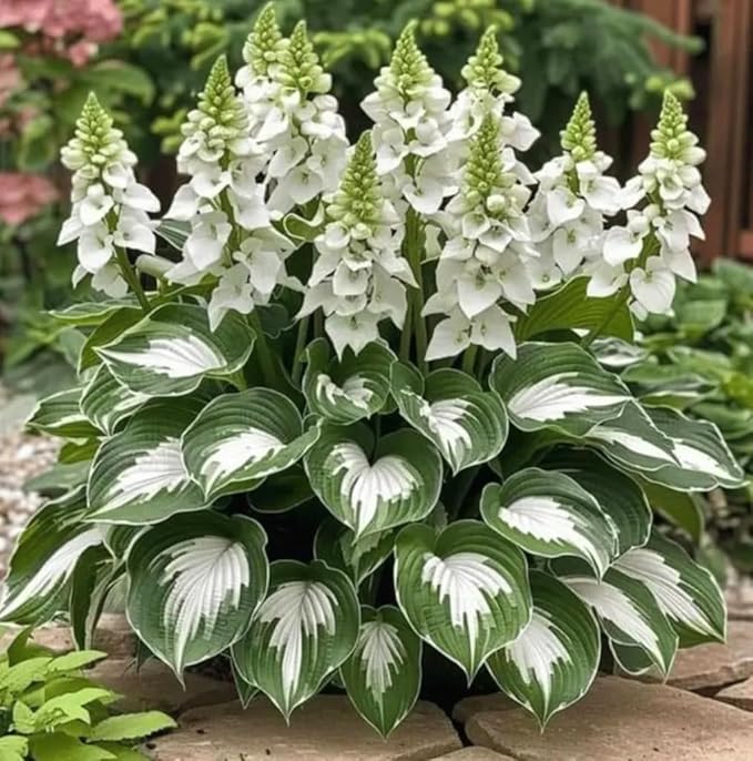 50 Hosta Plant Seeds Hosta Elegans Plantaginea Garden Perennial Flower Seeds Heirloom