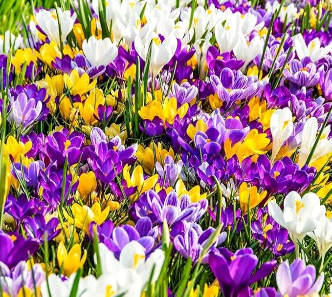 Mixture Crocus Bulbs White Yellow Purple Lilac Green Fall Plant Spring Bloom Large-Flowering Crocus Species Botanical Size 6+ (10, Mix Color)