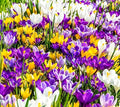 Mixture Crocus Bulbs White Yellow Purple Lilac Green Fall Plant Spring Bloom Large-Flowering Crocus Species Botanical Size 6+ (10, Mix Color)
