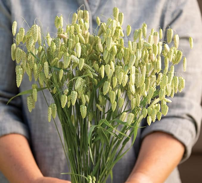Rattlesnake Grass Seeds for Planting - Greater Quaking Grass (1,000 Seeds)