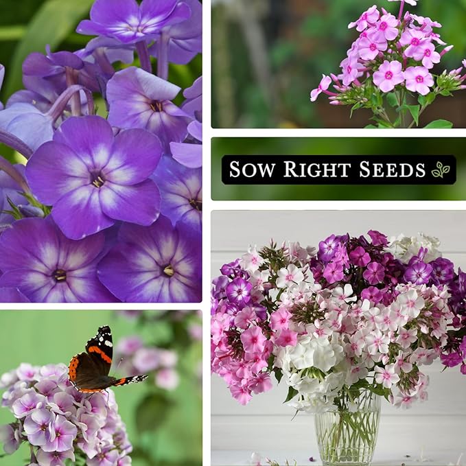 Sow Right Seeds - Pastel Shades Mixed Phlox Seeds for Planting - Beautiful Flowers to Plant in Your Home Pollinator Garden - Non-GMO Heirloom Seeds - Creeping Perennial with Pretty Flower Clusters (2)