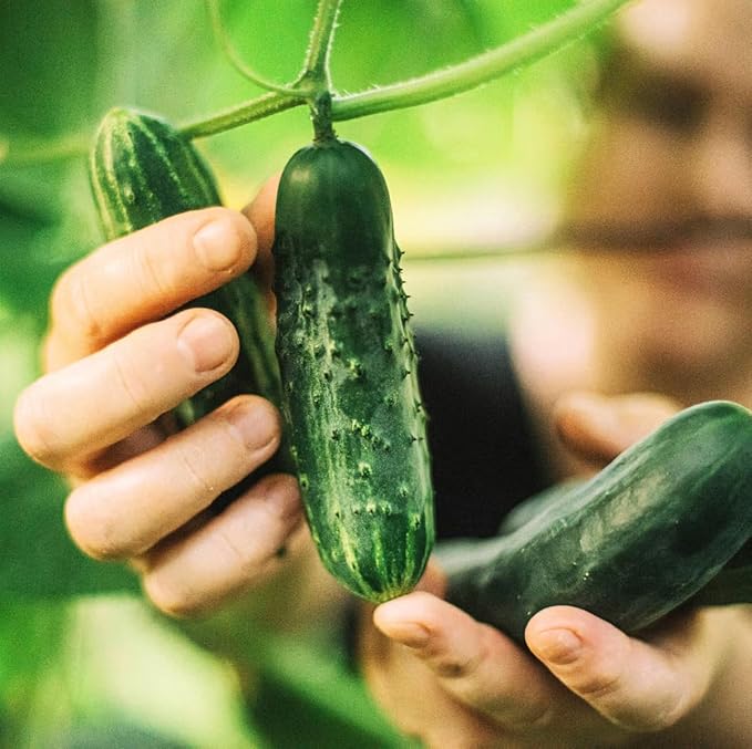 Park Seed Variety of Cucumber Seeds, Planting Cucumbers, Vegetable Seeds, Easy to Grow, Non-GMO, Perfect for Harvesting, Double Yield, Pack of 30