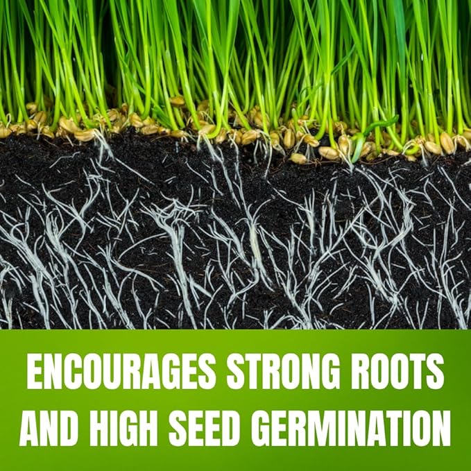 30000 Zoysia Grass Seeds for Lawn, Hardy Zoysia Seeds for Outdoor Gardens and Landscaping