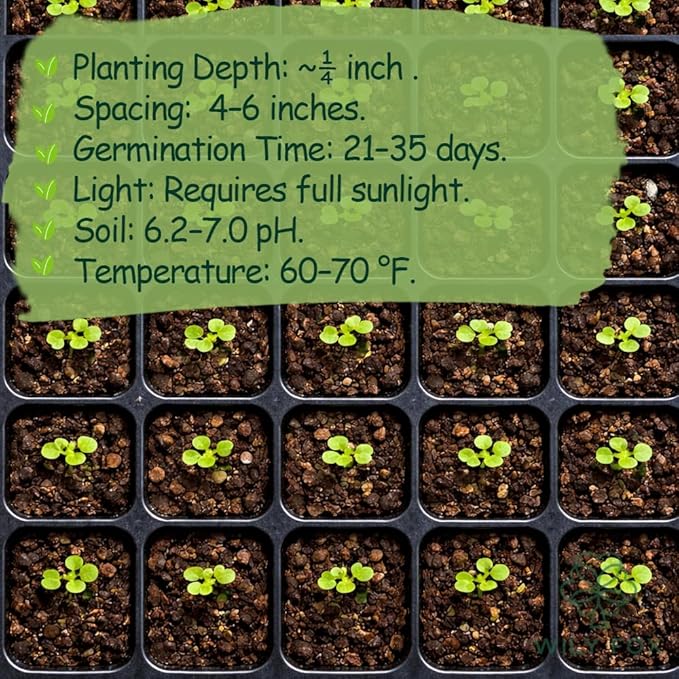 Garlic Seeds for Planting (Allium sativum) - 100+ Heirloom Non-GMO - Easy-Grow Culinary Herb – Robust Flavor, Cold-Hardy, Perennial Vegetable for Home Gardens