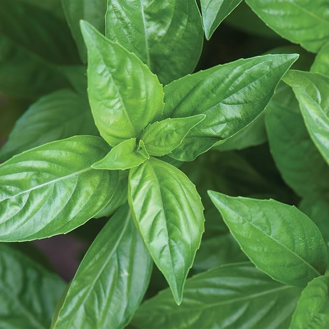 Burpee Organic Sweet Basil Seeds - All-Purpose Fragrant Culinary Herb