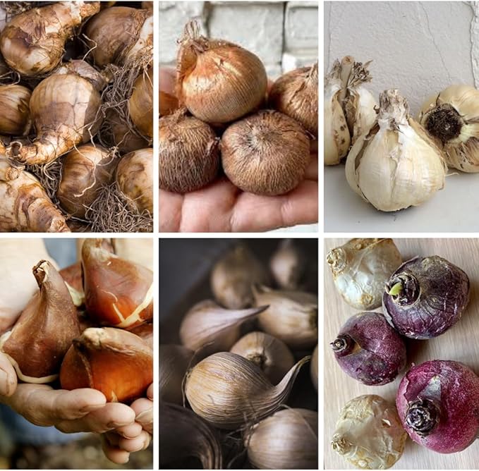 30 Mix Flower Bulbs, Assorted Bulbs for Planting, Mixed Daffodils, Hyacinths, Allium, Iris and More - Colorful Hardy Perennial Flower Bulb Bulk for Spring Blooms, Fall Planting in Gardens, Borders