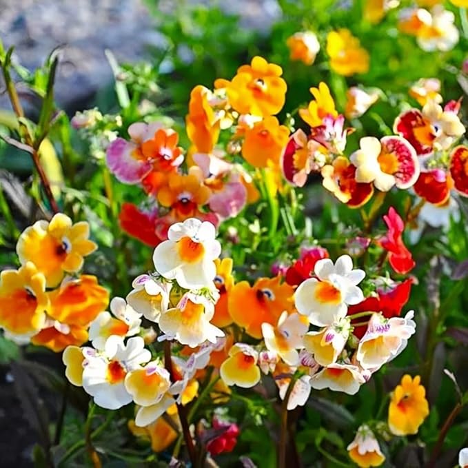 300pcs Nemesia Galaxy Flower Seeds for Planting - Vibrant Color Mix, Long Blooming Season, Compact & Fragrant, Attracts Butterflies, Perfect for Pots, Borders, Garden Beds, DIY Floral Displays