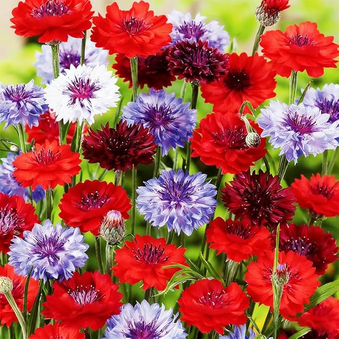400+ Perennial Mixed Bachelor Button Flower Seeds for Planting in Home Garden-Heirloom Cornflower Chrysanthemum Mixed Seeds -Non-GMO Plant Seeds