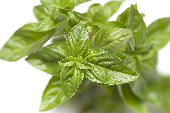 Basil Seeds, Genovese, 250+ Heirloom, Non GMO Seeds, Ocimum basilicum.