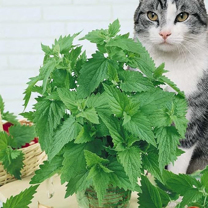 1000PCS Catnip Seeds for Planting White & Purple Mixed Flowers Easy to Grow Outdoor Home Garden Plant Nepeta Cataria Seeds