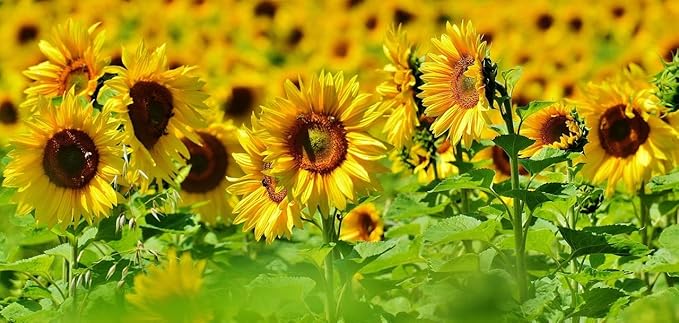 Black Duck Brand Set of Flower Seed Packets! Flower Seeds in Bulk - Great for Creating The Garden of Your Dreams! (50, Mammoth Sunflower)