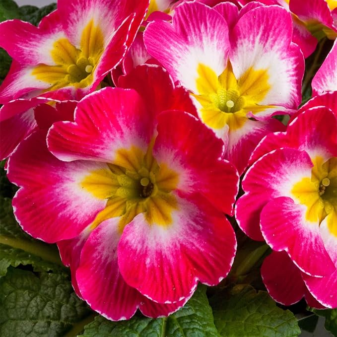 Outsidepride Danova Rose White Common Primrose Seeds - 50 Pcs Annual, Hardy, Easy to Grow & Low Maintenance Flower Seeds for Planting Vibrant Soft Blooms, for Containers, Borders & Erosion Control