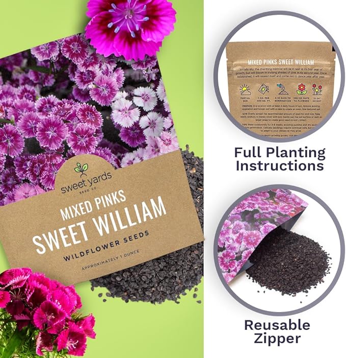 Sweet William Seeds – Mixed Pink Colors – Extra Large 1oz Packet – Over 30,000 Open Pollinated Non-GMO Flower Seeds – Dianthus barbatus