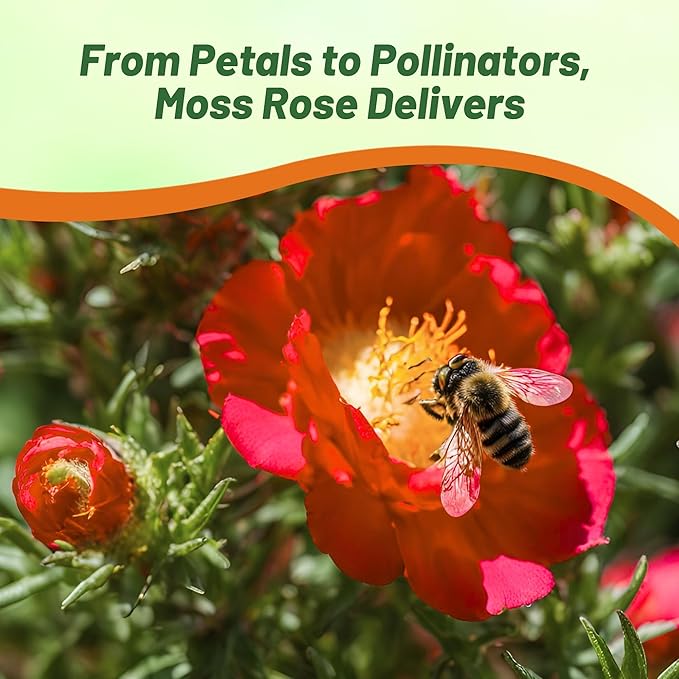 Outsidepride Red Moss Rose Seeds - 5000 Pcs Annual, Drought & Heat Tolerant, Pollinator Friendly Ground Cover Seeds for Planting w/Vibrant Blooms & Succulent Foliage, Ideal for Xeriscaping