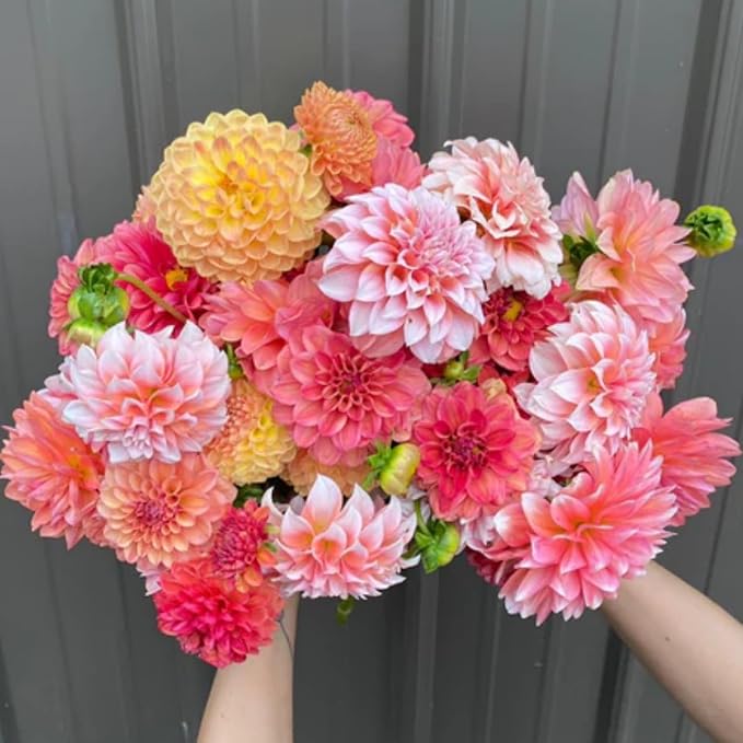 350pcs Mixed Dahlia Flower Seeds for Planting- Non-GMO Heirloom, Multi-Color Pompon Blooms Attract Pollinators, Rapid Outdoor Landscaping