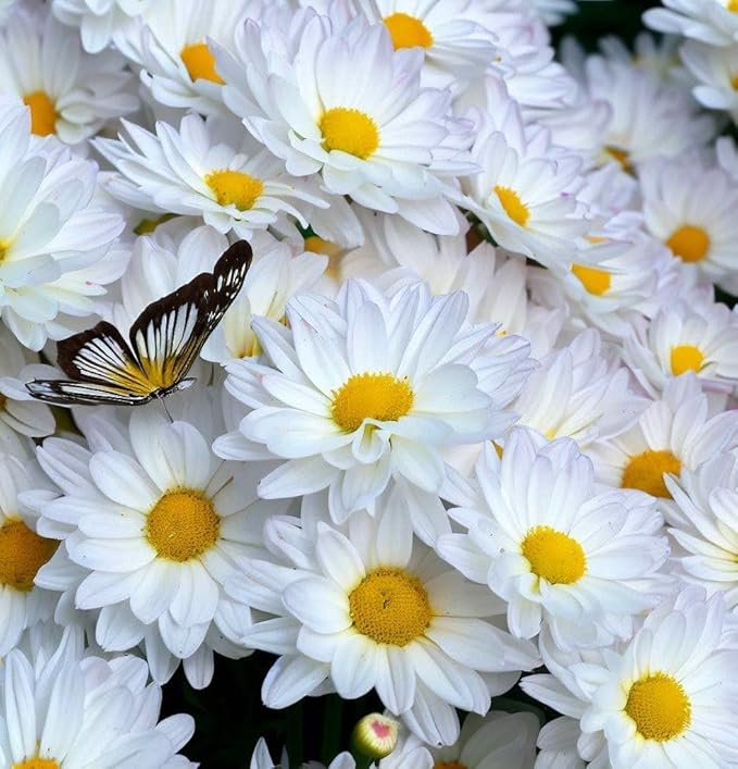 5000+ Chrysanthemum Shasta Daisy Flower Plant Seeds Outdoor -Perennial Chrysanthemum Seeds for Planting Flowers Non-GMO Heirloom