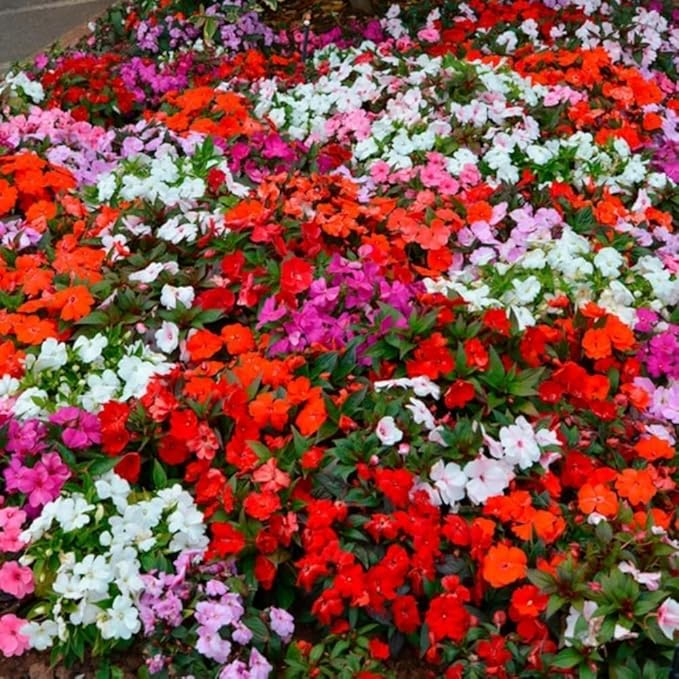 Mixed Impatiens Seeds for Planting - 500 Balsamina Balsam Camellia Impatiens Seeds Annual Flowers for Planting