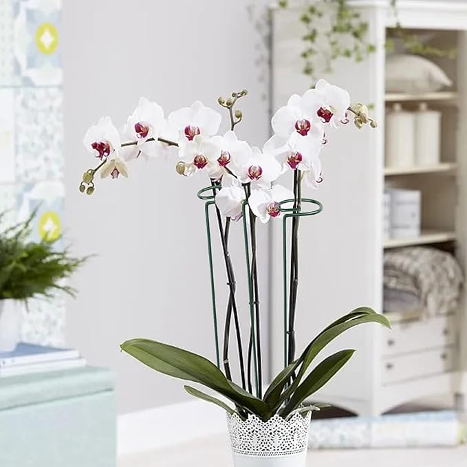 10 Pcs 16 Inch Plant Support Stakes Metal Single stemmed Flower Support Hoops Garden Plant Stakes Plant Prop for Home Outdoor Indoor Amaryllis Orchid Lily Rose Peony Tomatoes Gladiolus